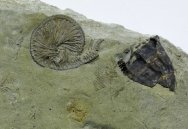 Camptocrinus crawfordsvillensis