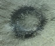 Rare Mississippian Bear Gulch Fossil Starfish with Many Legs