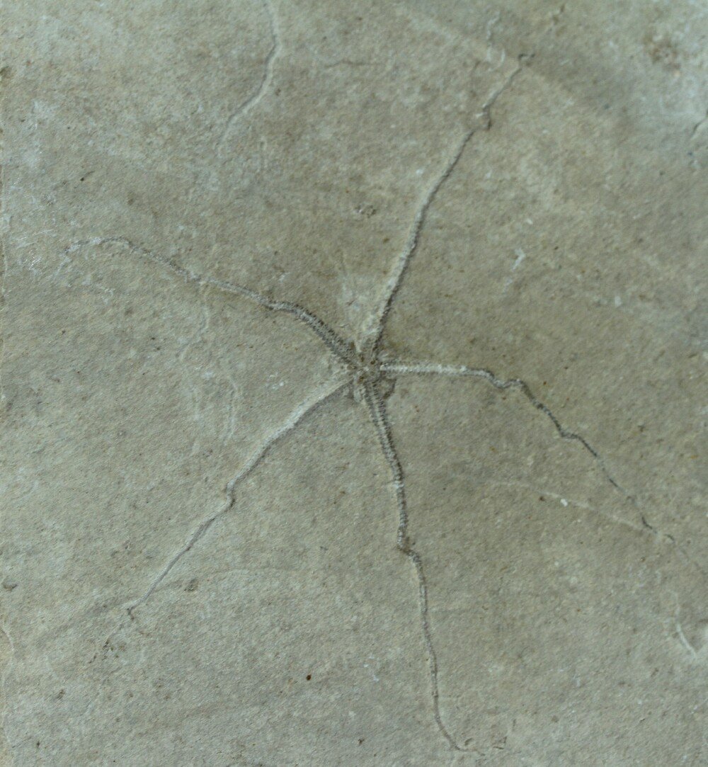 Brittlestar Fossil 