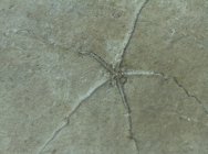 Geocoma libanotica Brittlestar Fossil