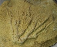 Crinoid Fossil Aphelecrinus
