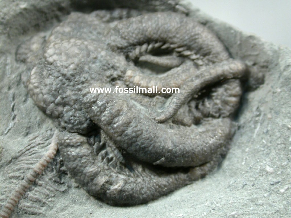 Onychaster flexilis Starfish Fossil