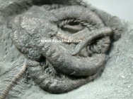 Onychaster flexilis fossil
