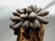 Acrosalenia Urchin Fossil