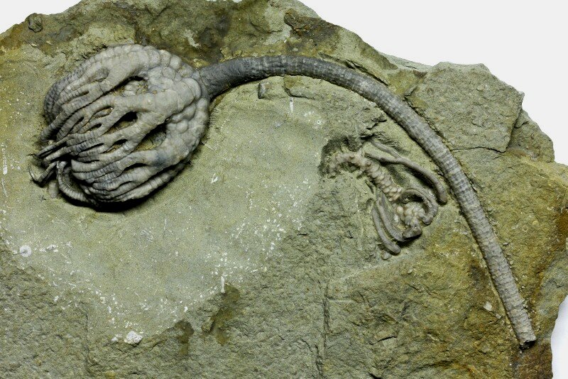 MUSEUM QUALITY Crawfordsville Crinoids