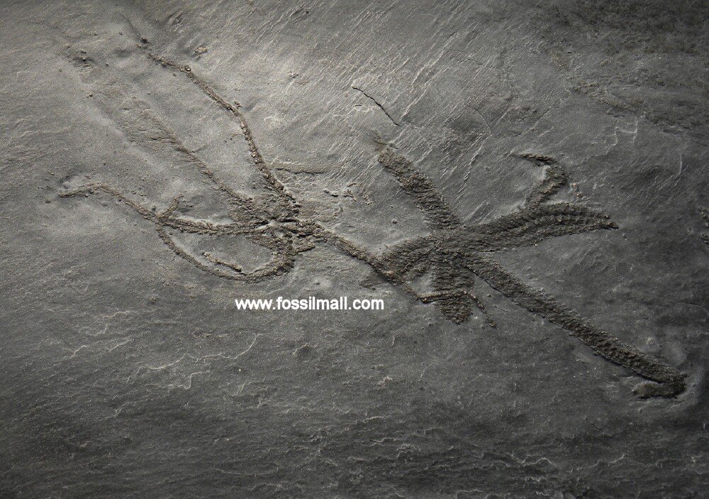 Bundenbach Starfish Fossils