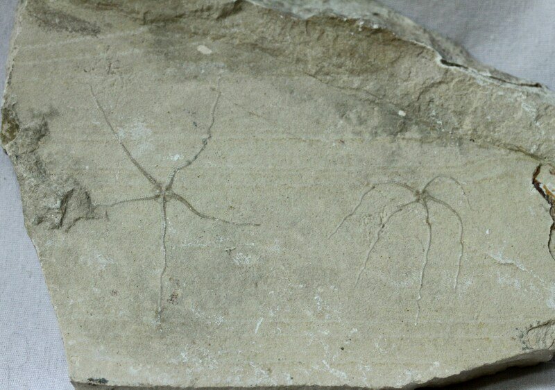 Geocoma Cretaceous Brittlestar Fossils