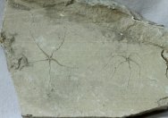 Geocoma libanotica Brittlestar Fossils