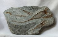 Ascocystites Eocrinoid  Fossils