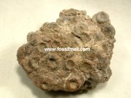 Echinoid Fossils 