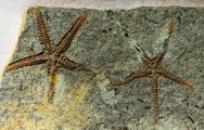 Henricia Starfish Fossils