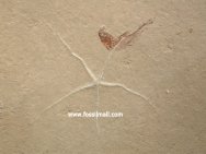 Brittlestar and Fish Fossil 