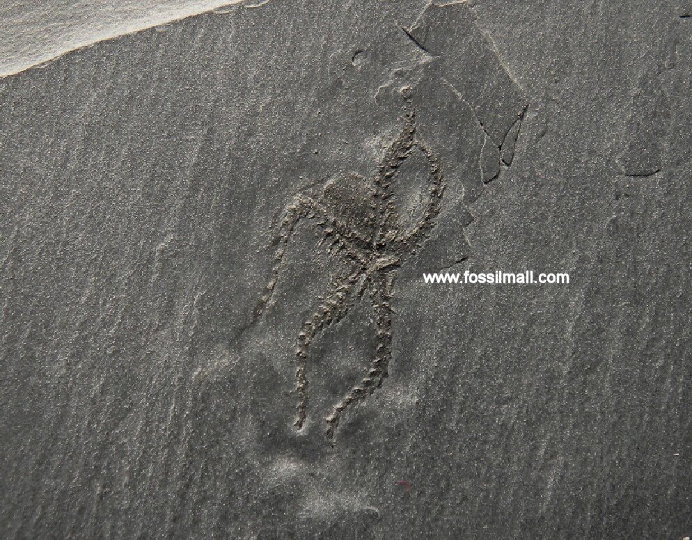 Hunsruck Slate Brittlestar Fossil