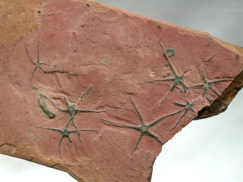 Jurassic Brittlestar Death Assemblage