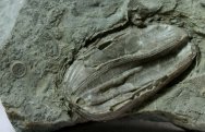 Devonian Echinoderm Fossils