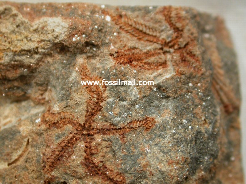 Australian Brittlestar  fossils