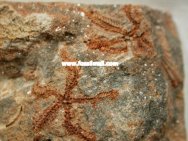 Ophiura Brittlestar Fossils