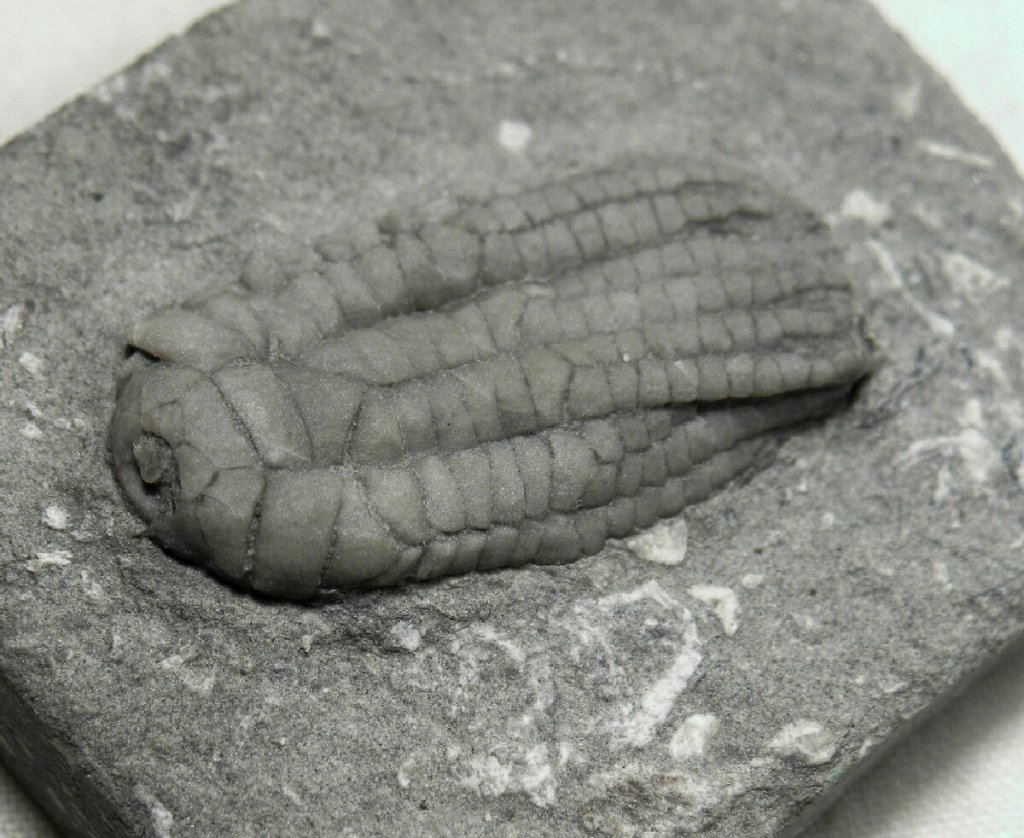 Sarocrinus Crinoid