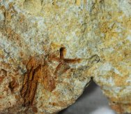 Phillipsaster selwyni Brittlestar Fossils