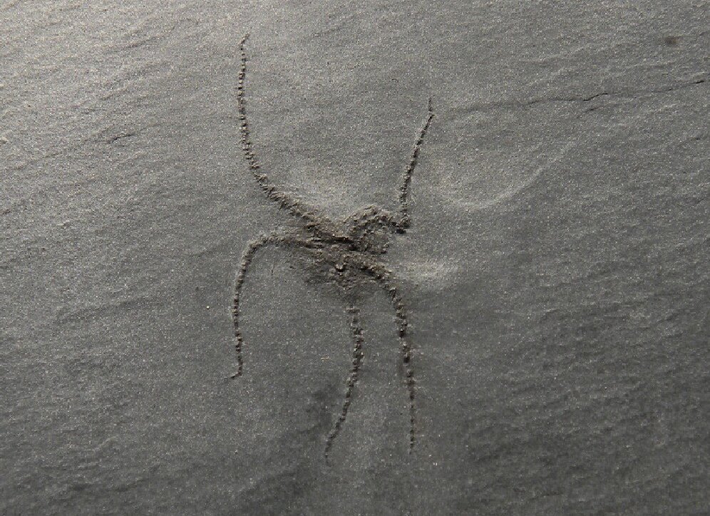 Hunsruck Slate Ophiuroid Fossil