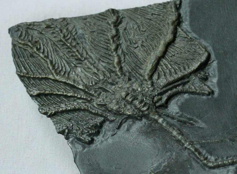 Imitatocrinus Bundenbach Crinoid