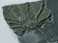 Imitatocrinus gravilior Bundenbach Crinoid
