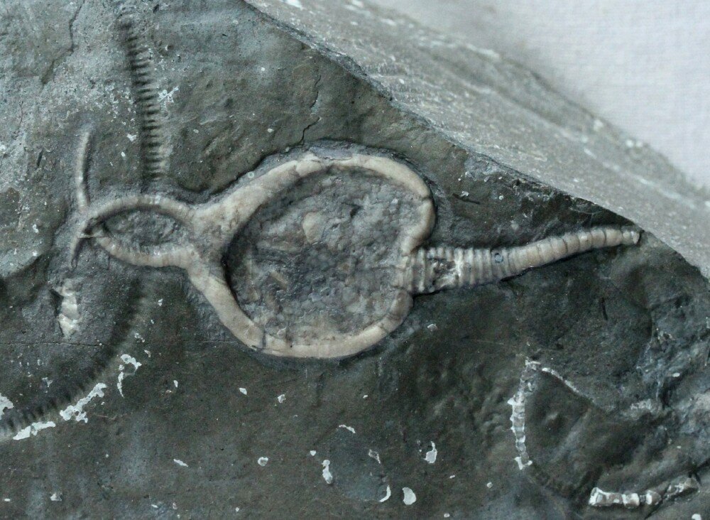 Pleurocystites