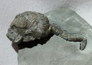 3D Silurian Calocystites Cystoid Fossil from Rochester Shale