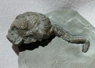 Calocystites Cystoid Fossil