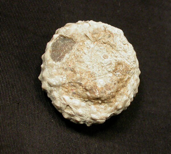 Eocene Spanish Echinoid Fossil
