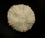 Coelopleurus Echinoid