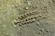 Lanecrinus Crinoid Fossil