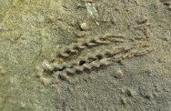 Lanecrinus Crinoid