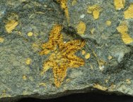 True Starfish Fossil
