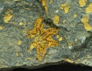 True Starfish Fossil