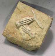 Phanocrinus Crinoid Fossils