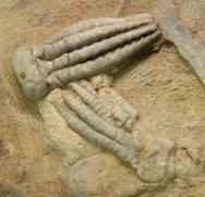 Phanocrinus