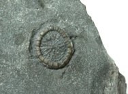 Cyclocystoid Echinoderm Fossil