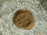 Edrioasteroid Fossil
