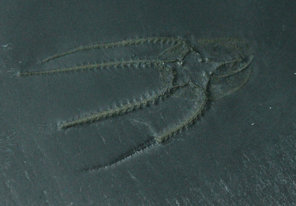 Bundenbach Furcaster Brittlestar