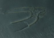 Furcaster palaeozoicus