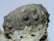 Gymnocidaris Echinoid Fossil