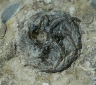 Edrioasteroid Fossil