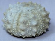 Cretaceous Echinoid Fossil
