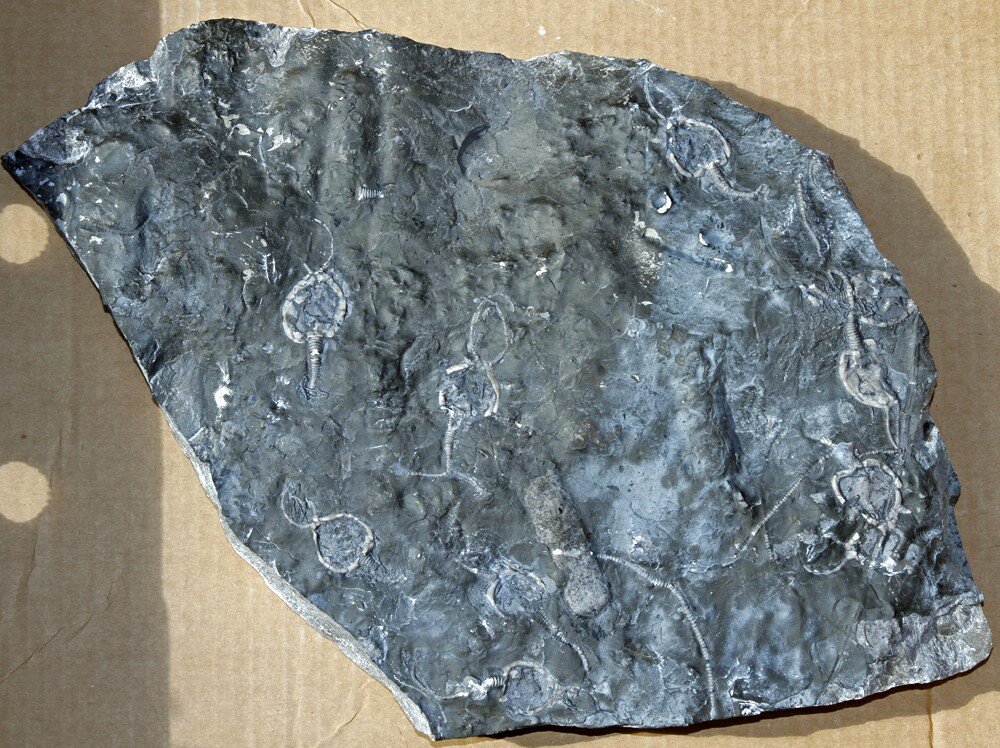 Pleurocystites