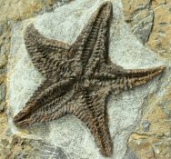 Museum Starfish Fossil