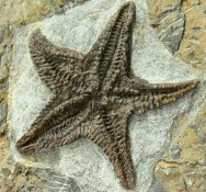 Asteroidea Fossil