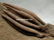 Scytalocrinus decadactylus