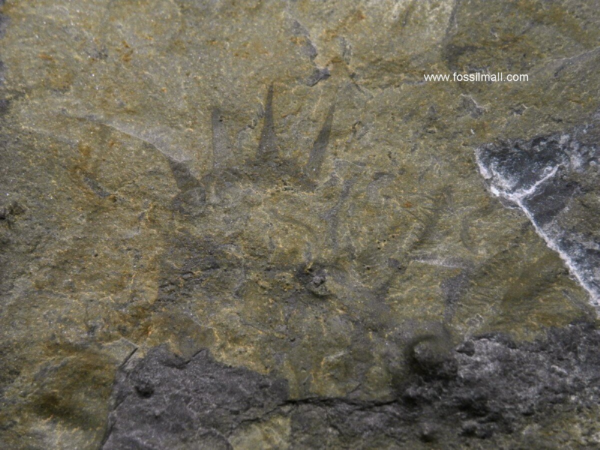 Acinocricus Lobopod Fossil