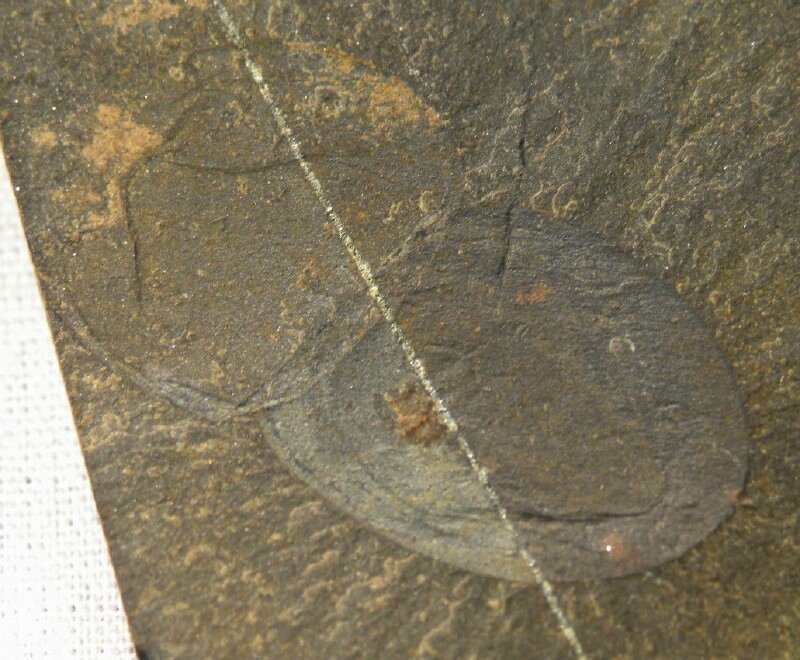 Naraoia compacta from Burgess Shale